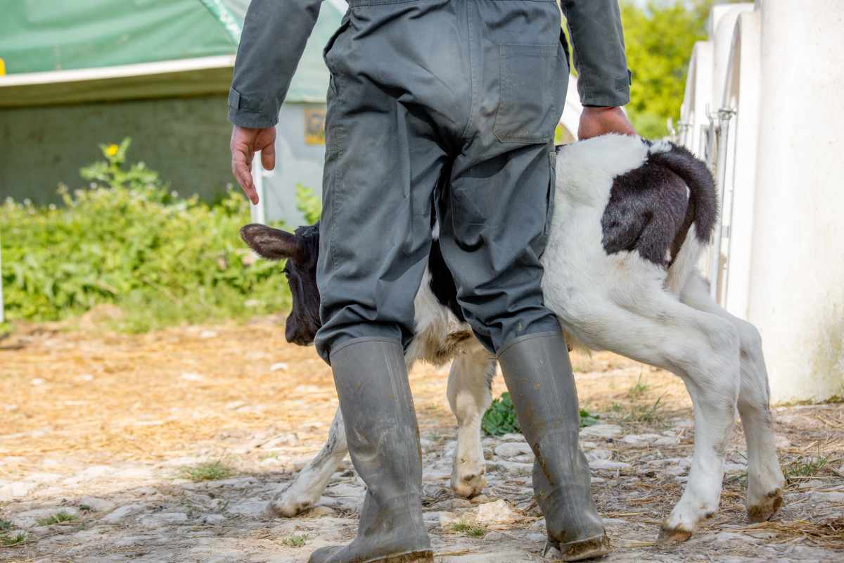 The key to protecting against diarrhea and raising calves with strong
