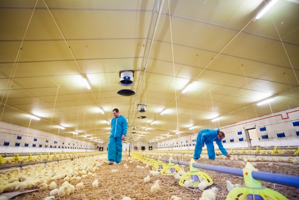 Recycling bedding in openfloor broiler houses, litterally Earlyfeed