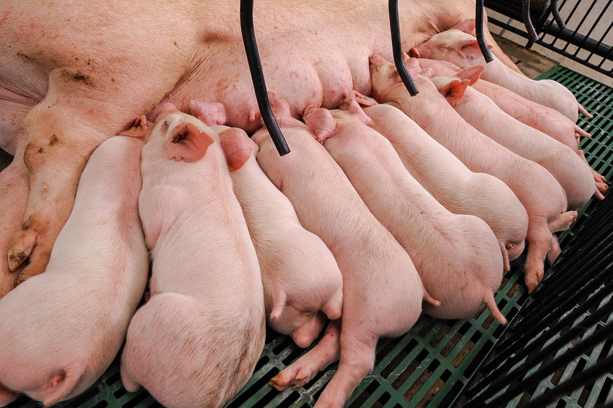 Farrowing is top sport for the sow How can we support her? Earlyfeed Farrowing is top sport for the sow How can we support her? Earlyfeed