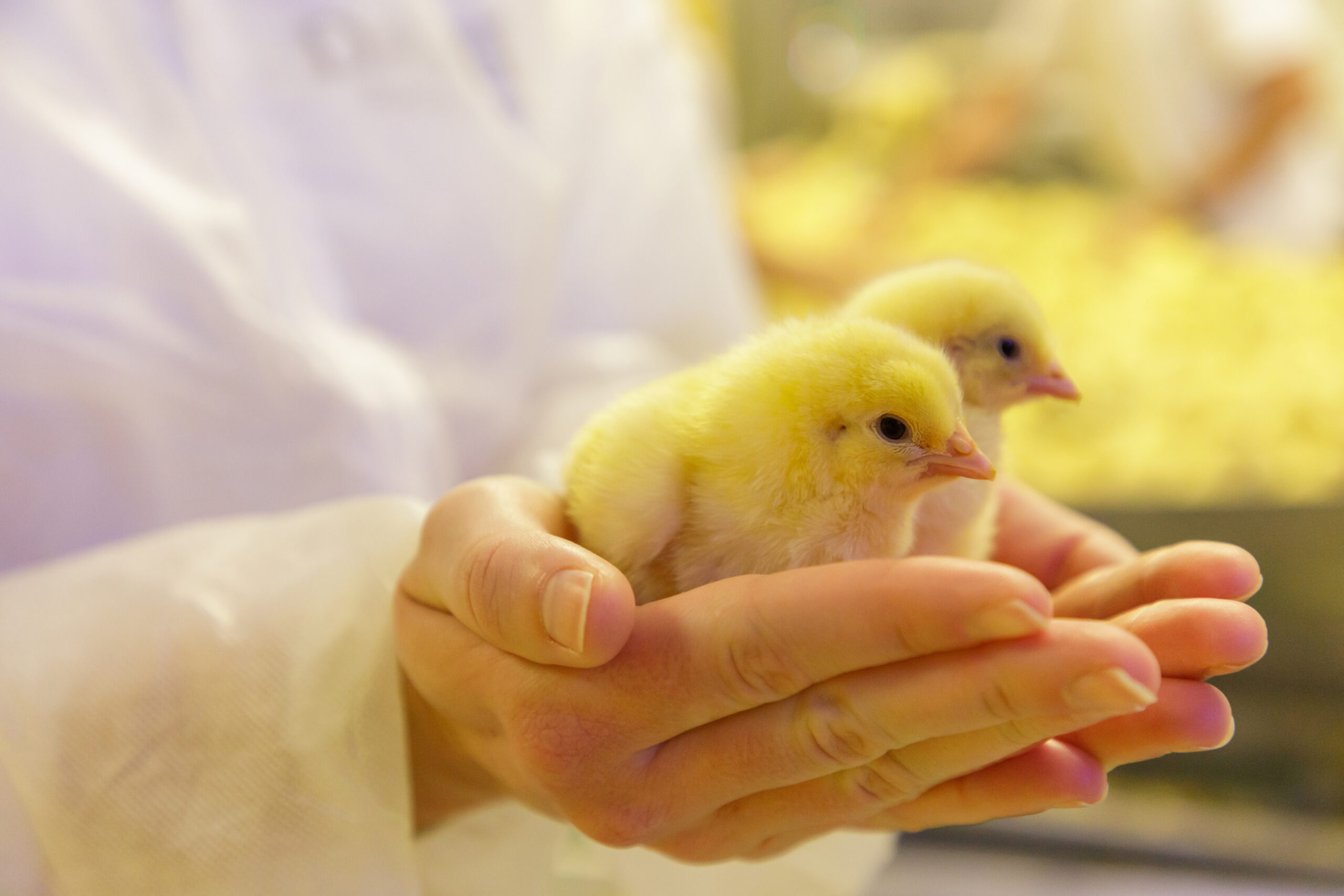 Gallisac - Earlyfeed