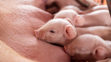 Close-up of a newborn pink piglet nursing from its mother, resting against her skin with other piglets blurred in the background.